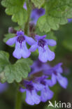 Ground Ivy (Glechoma hederacea)