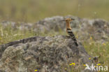 Hop (Upupa epops)