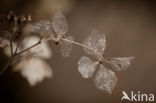 Hortensia (Hydrangea spec)