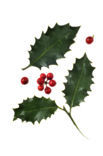 Holly (Ilex aquifolium)