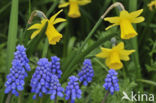 Hyacinthus botryoides