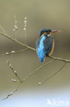 IJsvogel (Alcedo atthis)