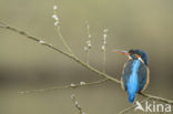 Kingfisher (Alcedo atthis)