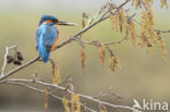 Kingfisher (Alcedo atthis)