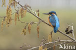 IJsvogel (Alcedo atthis)