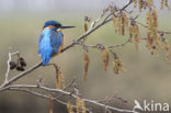 IJsvogel (Alcedo atthis)