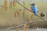 Kingfisher (Alcedo atthis)