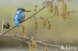 Kingfisher (Alcedo atthis)