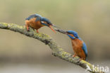 IJsvogel (Alcedo atthis)