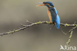 IJsvogel (Alcedo atthis)