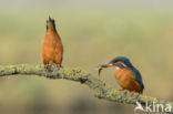 IJsvogel (Alcedo atthis)