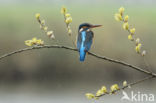 Kingfisher (Alcedo atthis)