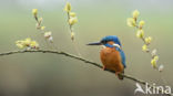 Kingfisher (Alcedo atthis)