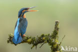 IJsvogel (Alcedo atthis)