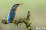 Kingfisher (Alcedo atthis)