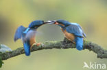 Kingfisher (Alcedo atthis)