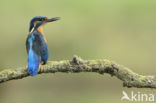 Kingfisher (Alcedo atthis)