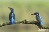 IJsvogel (Alcedo atthis)