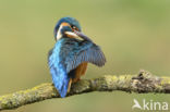 IJsvogel (Alcedo atthis)