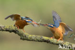 Kingfisher (Alcedo atthis)