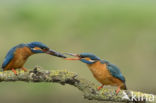 IJsvogel (Alcedo atthis)