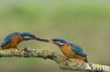 IJsvogel (Alcedo atthis)