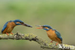 IJsvogel (Alcedo atthis)