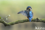 IJsvogel (Alcedo atthis)