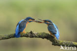 Kingfisher (Alcedo atthis)