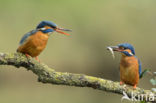 Kingfisher (Alcedo atthis)