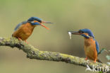 Kingfisher (Alcedo atthis)