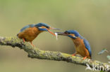 Kingfisher (Alcedo atthis)