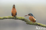 Kingfisher (Alcedo atthis)