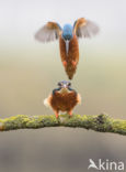 Kingfisher (Alcedo atthis)