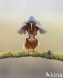 Kingfisher (Alcedo atthis)