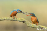 IJsvogel (Alcedo atthis)