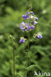 Jacob s Ladder (Polemonium caeruleum)