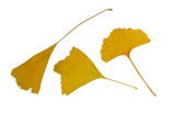 Japanse notenboom (Ginkgo biloba)