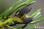 Japanse witte den (Pinus parviflora)