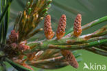 Japanese white pine (Pinus parviflora)