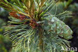 Japanse witte den (Pinus parviflora)