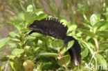 Great Crested Newt