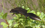 Great Crested Newt