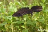 Great Crested Newt