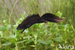 Great Crested Newt