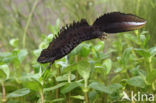 Kamsalamander (Triturus cristatus)