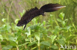 Great Crested Newt