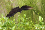 Great Crested Newt