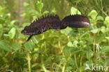 Great Crested Newt