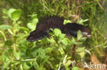 Kamsalamander (Triturus cristatus)